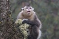 Yunnan Black Snub-Nosed Monkey Rhinopithecus Bieti