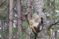 Yunnan Black Snub-Nosed Monkey Rhinopithecus Bieti Royalty Free Stock Photo