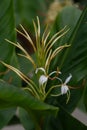 Yunnan Ginger Lily Hedychium yunnanense, budding white flowers with orange anthers