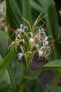 Yunnan Ginger Lily Hedychium yunnanense, white flowers with orange anthers