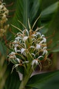 Yunnan Ginger Lily Hedychium yunnanense, white flowers with orange anthers