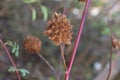 Yunnan Liquorice Glycyrrhiza yunnanensis spherical seed pod