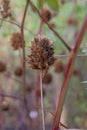 Yunnan Liquorice Glycyrrhiza yunnanensis spherical brownish seed pod