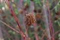 Yunnan Liquorice Glycyrrhiza yunnanensis spherical reddish seed pod