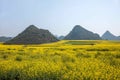 Yunnan Luoping canola flower on a small patch of flowers Bazi