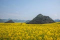 Yunnan Luoping canola flower on a small patch of flowers Bazi