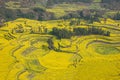 Yunnan Luoping County Niujie Township Camp foot screws terraced canola flower Royalty Free Stock Photo