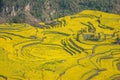 Yunnan Luoping County Niujie Township Camp foot screws terraced canola flower Royalty Free Stock Photo