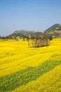 Yunnan Luoping County Niujie Township Camp foot screws terraced canola flower Royalty Free Stock Photo