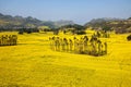 Yunnan Luoping County Niujie Township Camp foot screws terraced canola flower Royalty Free Stock Photo