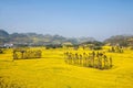 Yunnan Luoping County Niujie Township Camp foot screws terraced canola flower Royalty Free Stock Photo