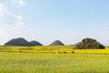 Yunnan luoping spring landscape Royalty Free Stock Photo