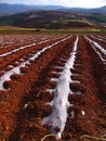 Yunnan red soil dry