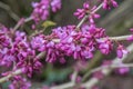 Yunnan redbud Cercis glabra with deep pink flowers Royalty Free Stock Photo