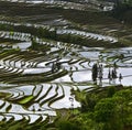 Yunnan rice-paddy terracing Royalty Free Stock Photo