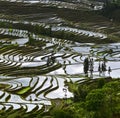 Yunnan rice-paddy terracing