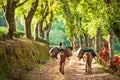 A yunnanese young man with two brown horses carrying tea leaves in wicker baskets on a pathway of tea plantations. Doi Mae Salong