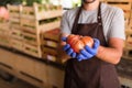 Yuong man farmer agronom show cherry tomatoes in ripe from boxes in greenhouse. Royalty Free Stock Photo