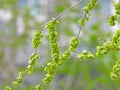 the seed of Ulmus pumila