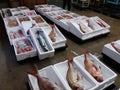 Fish auction at Yura fishing port, Yamagata prefecture, Japan Royalty Free Stock Photo