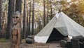 Yurt camp site in pipes forest in slowmotion. 1920x1080