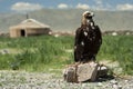 A yurt and a hunting eagle.