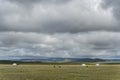 Yurt Steppe Vultures Mongolia