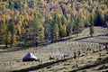 Yurts and forest