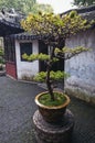 YuYuan Garden in Shanghai, China Royalty Free Stock Photo