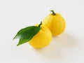 Japanese yuzu fruits placed on a white background Royalty Free Stock Photo