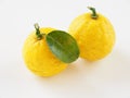 Japanese yuzu fruits placed on a white background Royalty Free Stock Photo