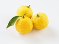 Japanese yuzu fruits placed on a white background Royalty Free Stock Photo