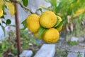 Yuzu (Citrus junos) fruits.