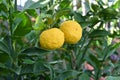 Yuzu (Citrus junos) fruits.