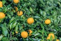 Yuzu: Citrus junos Royalty Free Stock Photo
