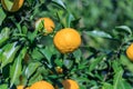 Yuzu: Citrus junos Royalty Free Stock Photo
