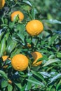 Yuzu: Citrus junos Royalty Free Stock Photo