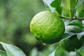 Yuzu: Citrus junos Royalty Free Stock Photo