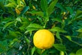 Yuzu fruit close-up on the tree, ready to harvest