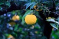 Yuzu fruits in the rain