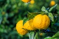 Yuzu fruits in the rain Royalty Free Stock Photo