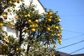 Yuzu fruits