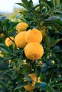 Yuzu fruits on the tree