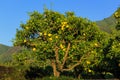 Yuzu fruits on the tree