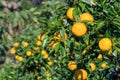 Yuzu fruits on the tree