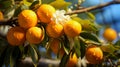 Yuzu hanging on the tree, AI generated Royalty Free Stock Photo