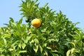 Yuzu - Japanese lemon bush