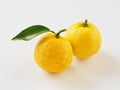 Yuzu placed on a white background Royalty Free Stock Photo