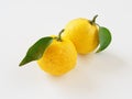 Yuzu placed on a white background Royalty Free Stock Photo