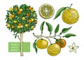 Yuzu set with decorative tree, branch, fruit, leaves, and flowers in engraving style. Exotic plant illustrations collection in Royalty Free Stock Photo